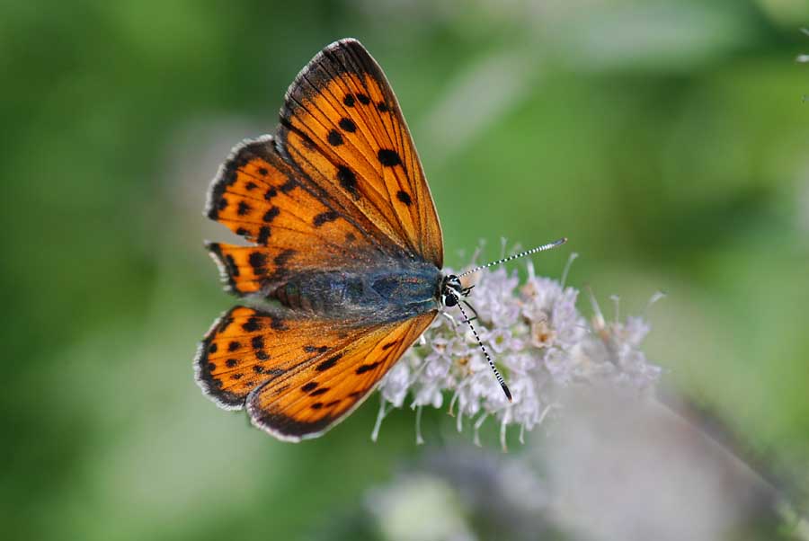 Lycaena thersamon?